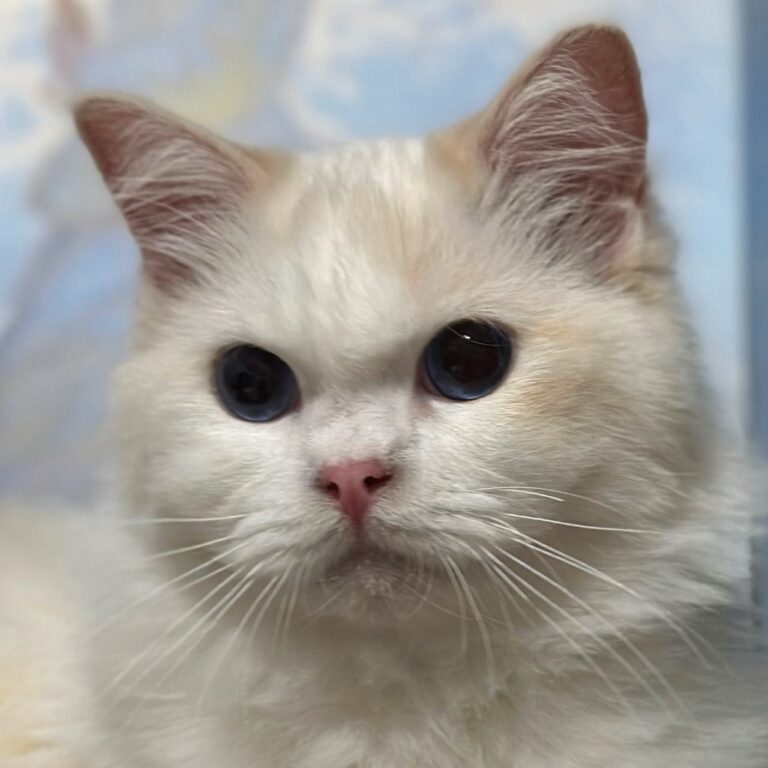 Cream Ragdoll: Genetics, Appearance, and Care