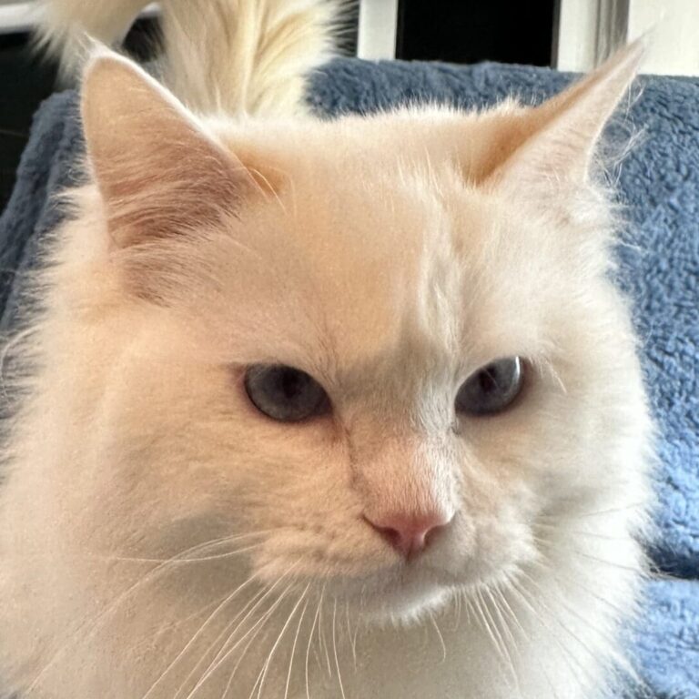 ボディクリーム ragdoll Cream Ragdoll: Genetics, Appearance, and Care